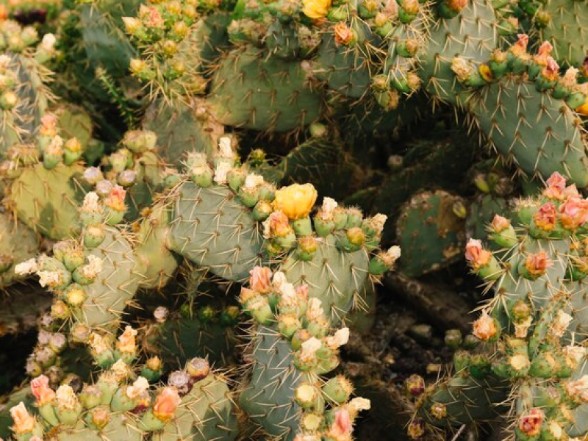 Health Benefits of Dried Cactus Fruit: A  Powerhouse