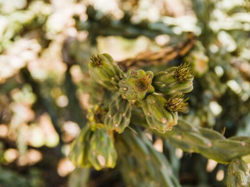 Health Benefits of Dried Cactus Fruit: A  Powerhouse