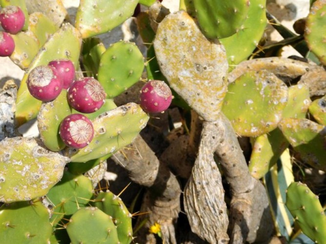 Health Benefits of Dried Cactus Fruit: A  Powerhouse