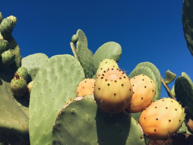 Why Dried Cactus Fruit is the Perfect Snack for Weight Loss