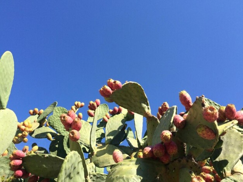 Why Dried Cactus Fruit is the Perfect Snack for Weight Loss