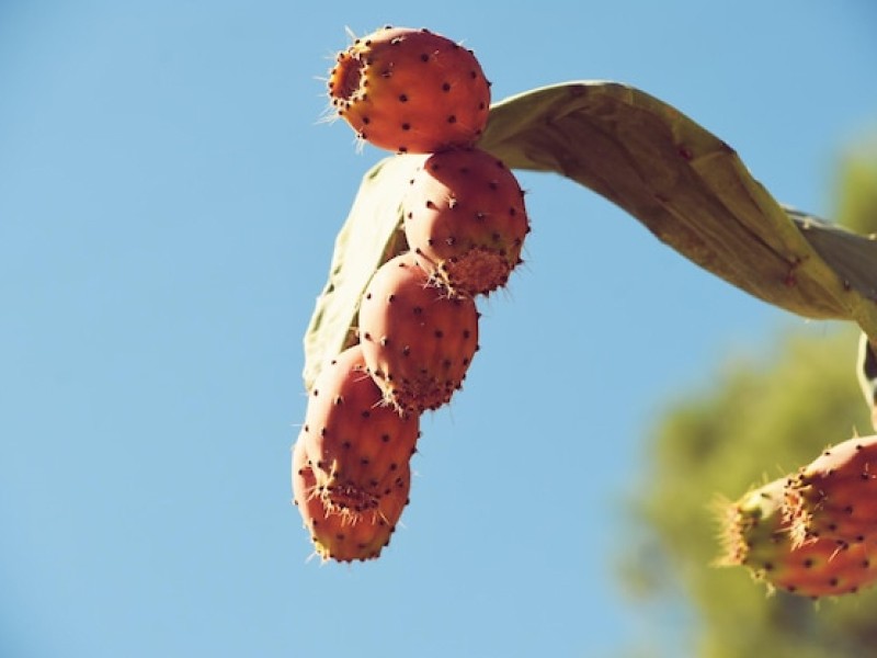 Why Dried Cactus Fruit is the Perfect Snack for Weight Loss