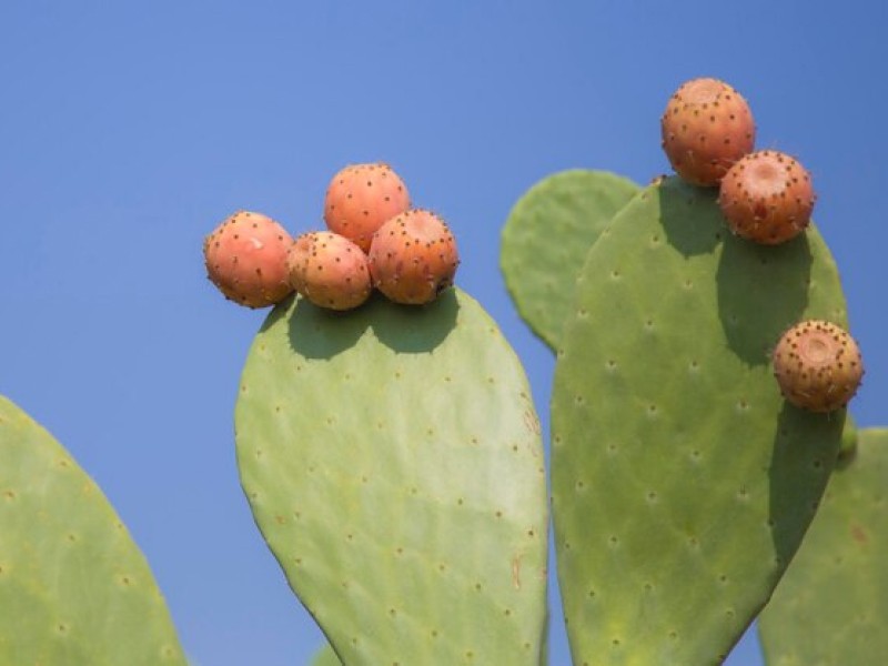 Why Dried Cactus Fruit is the Perfect Snack for Weight Loss