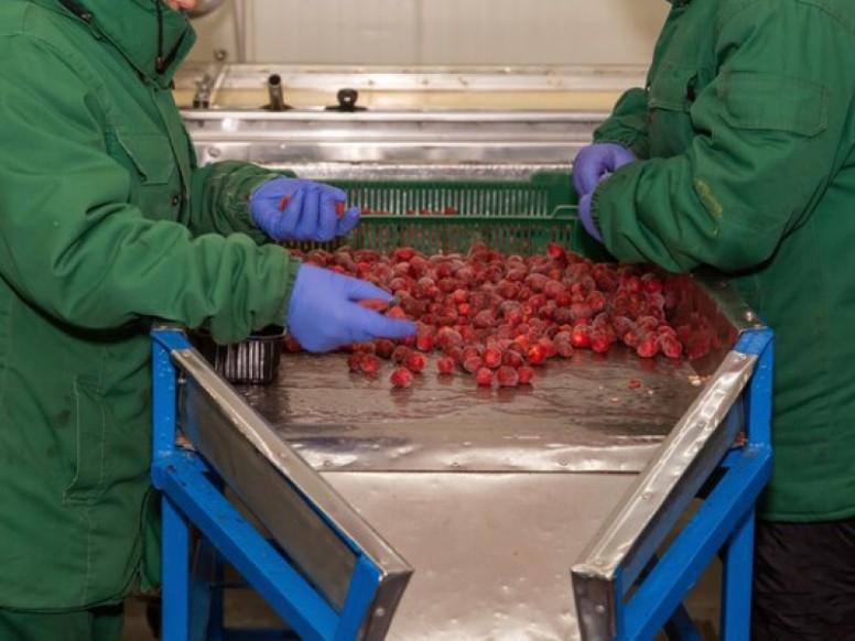 Dry Sanitizing System for Fruits