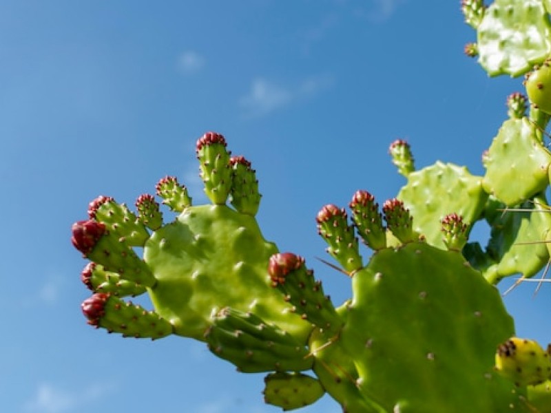 Why Dried Cactus Fruit is the Perfect Snack for Weight Loss