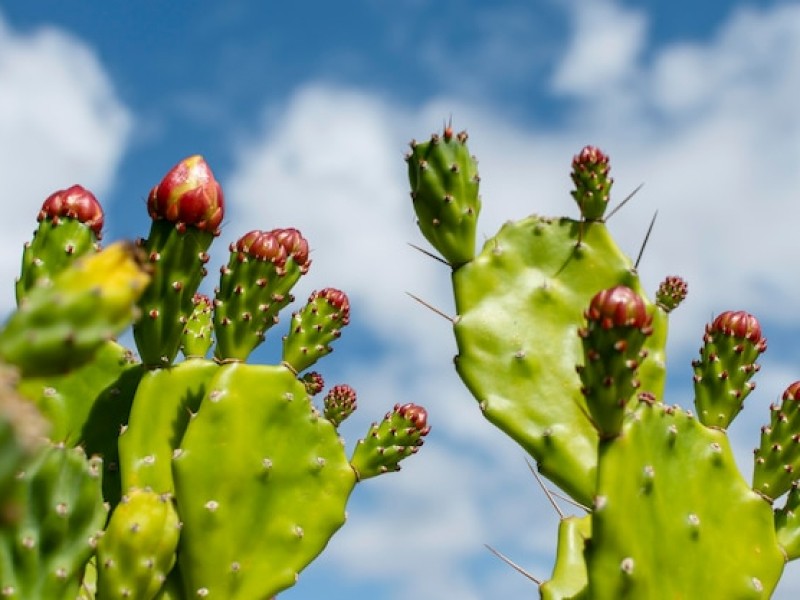 Why Dried Cactus Fruit is the Perfect Snack for Weight Loss