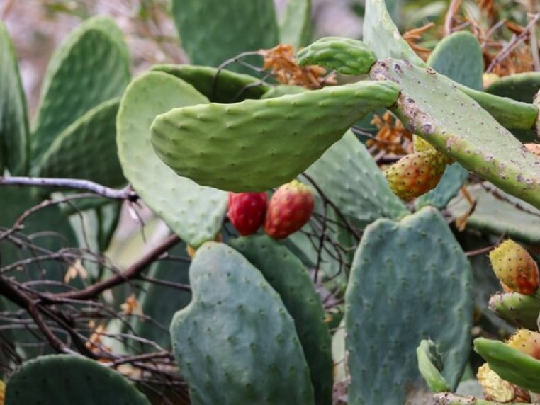 Dried Cactus Fruit vs Other Dried Fruits: Which Is Better