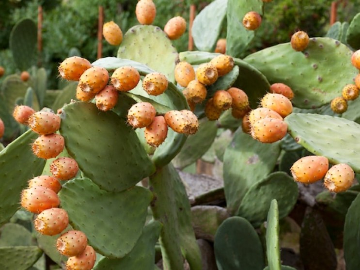 Dried Cactus Fruit vs Other Dried Fruits: Which Is Better