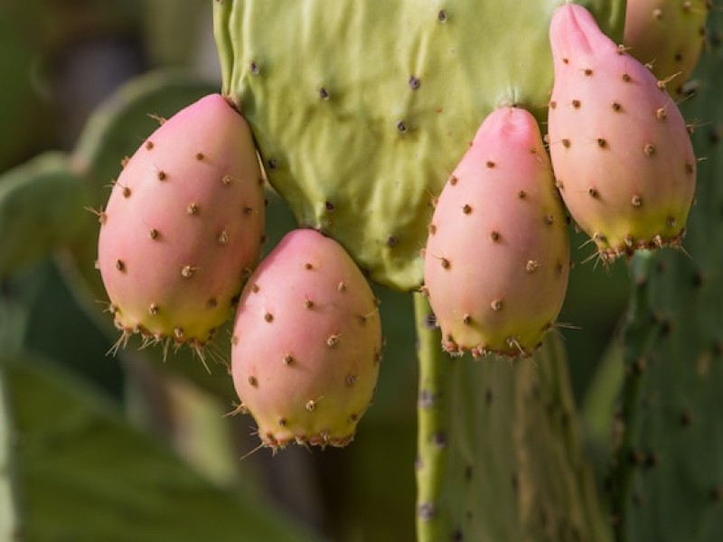 Dried Cactus Fruit vs Other Dried Fruits: Which Is Better