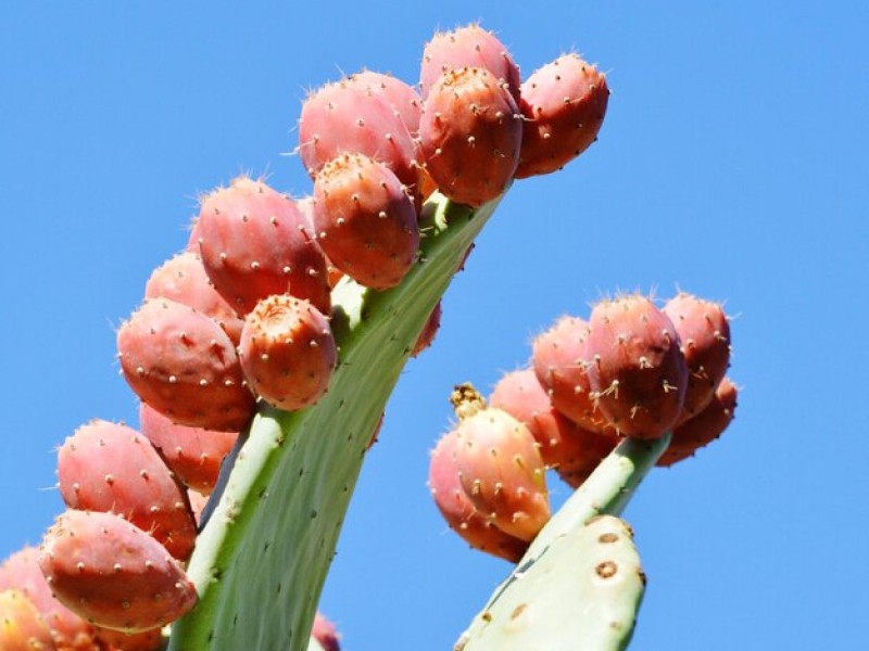 Why You Should Try Dried Cactus Fruit: A Superfood