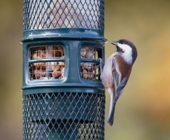 Do Chickadees Like Suet with Dried Fruit?