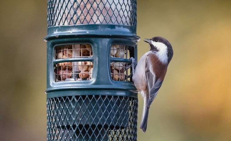 Do Chickadees Like Suet with Dried Fruit?