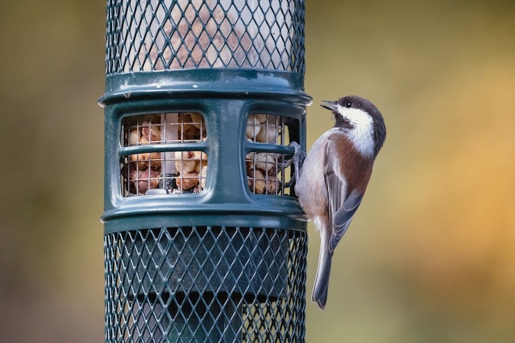 Do Chickadees Like Suet with Dried Fruit?