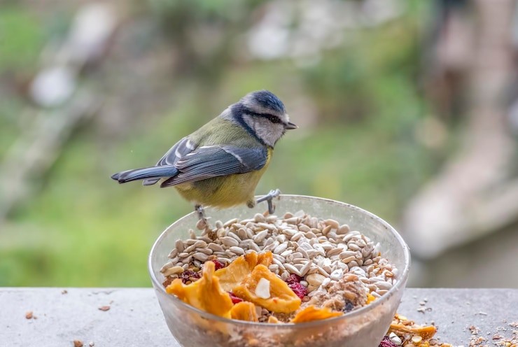 Do Chickadees Like Suet with Dried Fruit?