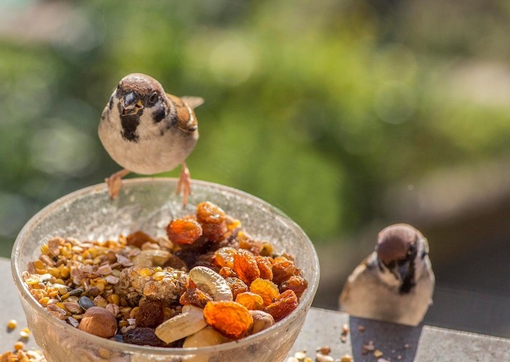Do Chickadees Like Suet with Dried Fruit?