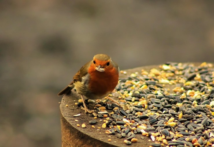 Do Chickadees Like Suet with Dried Fruit?