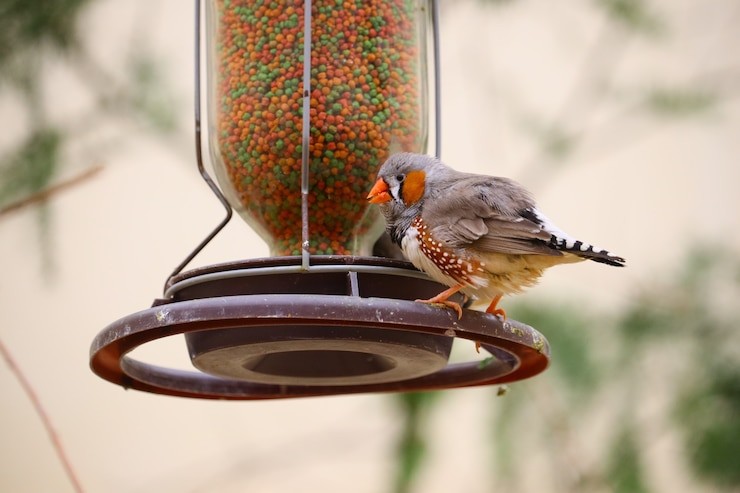 Do Chickadees Like Suet with Dried Fruit?
