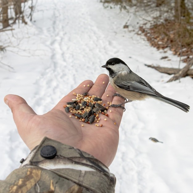 Do Chickadees Like Suet with Dried Fruit?