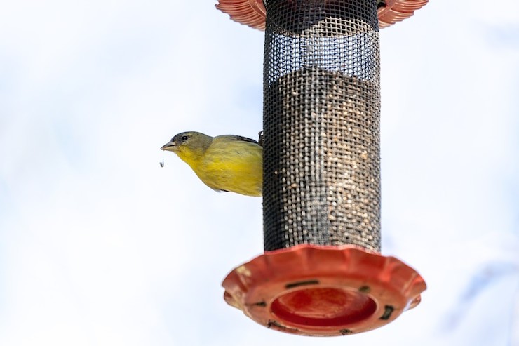 Do Chickadees Like Suet with Dried Fruit?